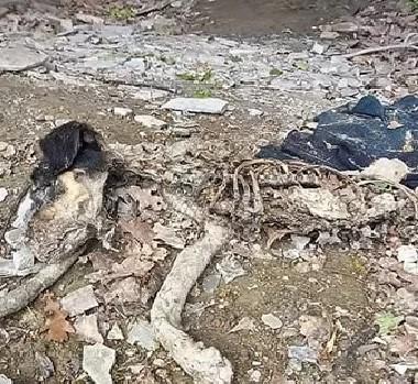 Horor na šetalištu kod Visokog: Pronađen leš svezanog psa