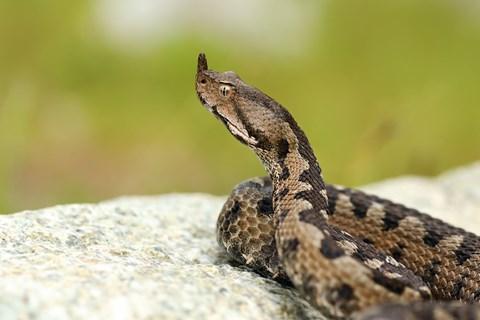 Poskok je najopasnija zmija koja ima stanište u BiH - Avaz