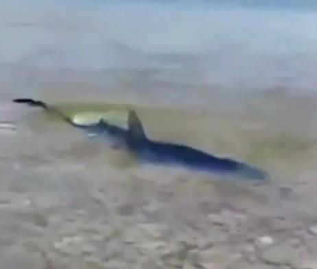 Mještani u strahu: Snimljen morski pas u plićaku na Korčuli