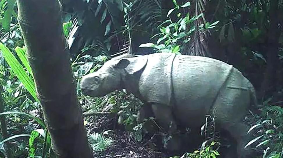 Two rare Javan rhino calves spotted in Indonesia
