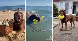 Simpatični labrador otišao na plažu pa pokazao svoj ritual
