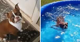 Pas glumi da mora obaviti nuždu kako bi izašao i bacio se u bazen