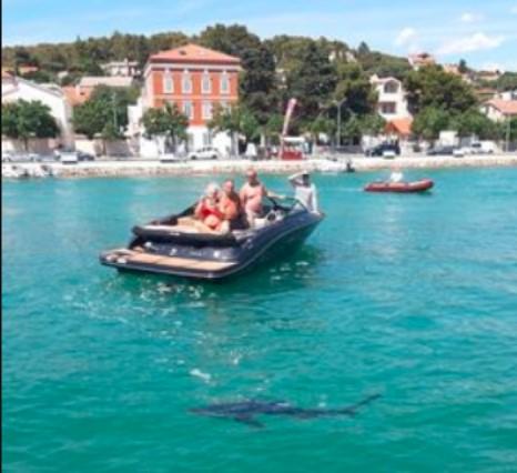 Ajkula snimljena u Jadranu: Cijeli dan je plivala uz obalu