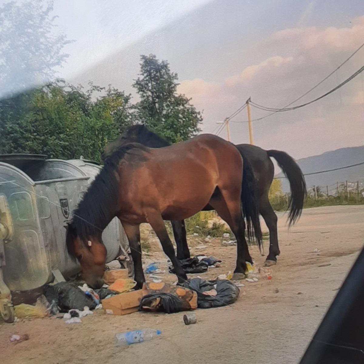 Konji ponovo lutaju Poljinama bez nadzora