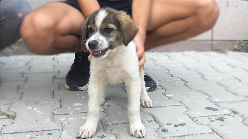 The pup, who has been named "Yanik" (burned), was discovered by rescuers while they were saving an elderly woman in the Gebeci neighborhood - Avaz