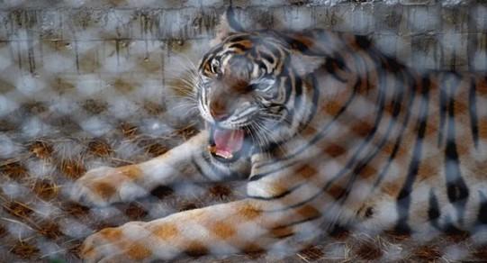 U Čileu tigar usmrtio ženu u safari parku