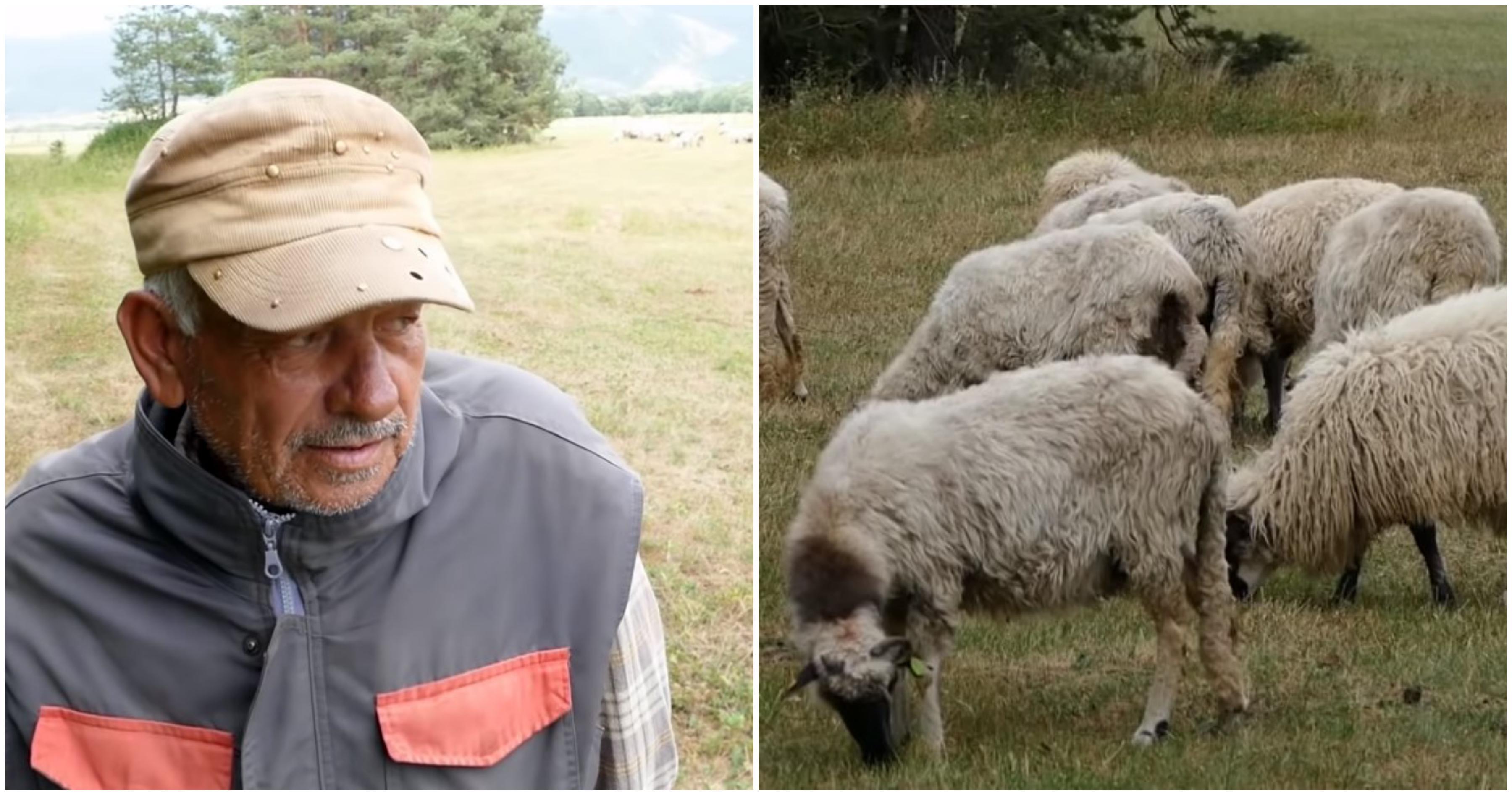 Primjer mladima: Ima 75 godina i čuva 300 ovaca, svaki dan ustaje u 4 sata