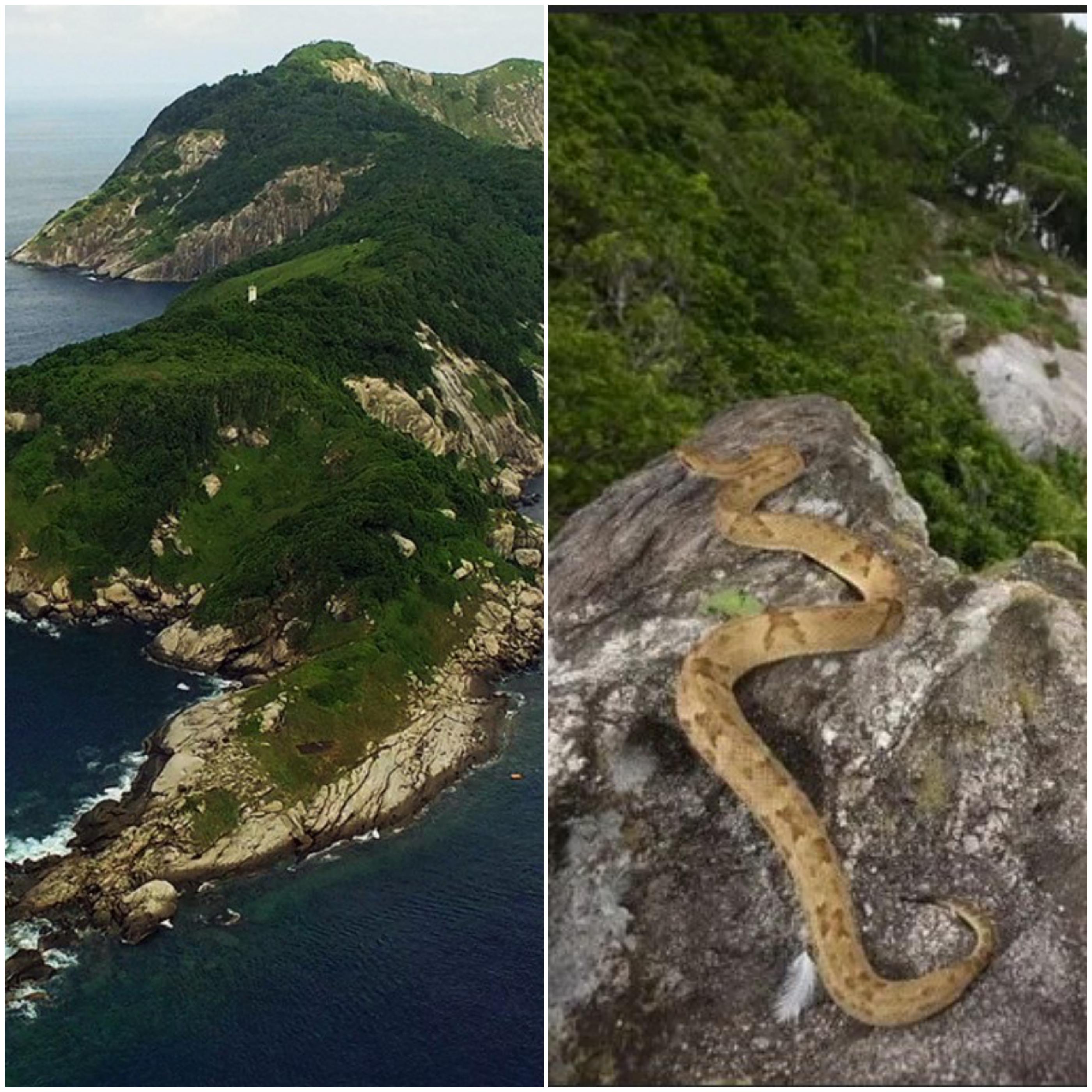 Jezivo: Na otoku zmija živi vrsta čiji otrov otapa ljudsko meso, zabranjene su mu posjete