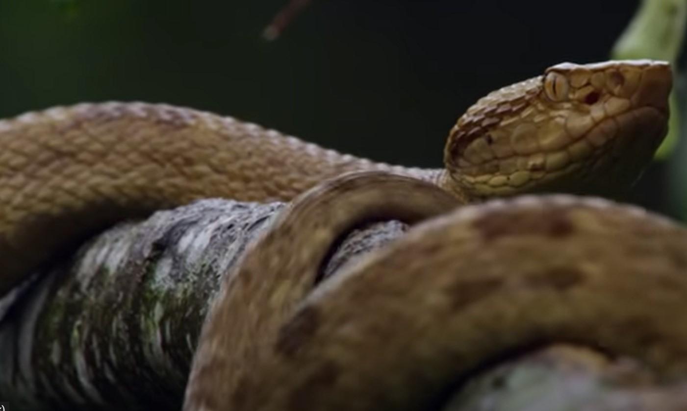 Jezivi otok zmija: Na njemu živi vrsta čiji otrov otapa ljudsko meso, zabranjen je za posjete