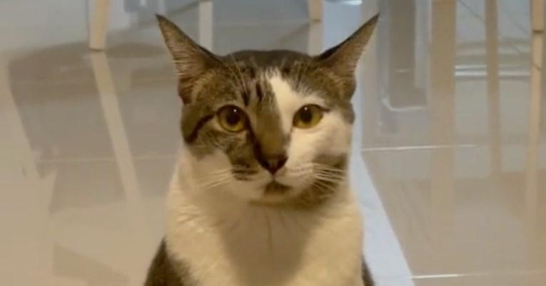 Video mačke koja štuca oduševio je hiljade pa postao viralan