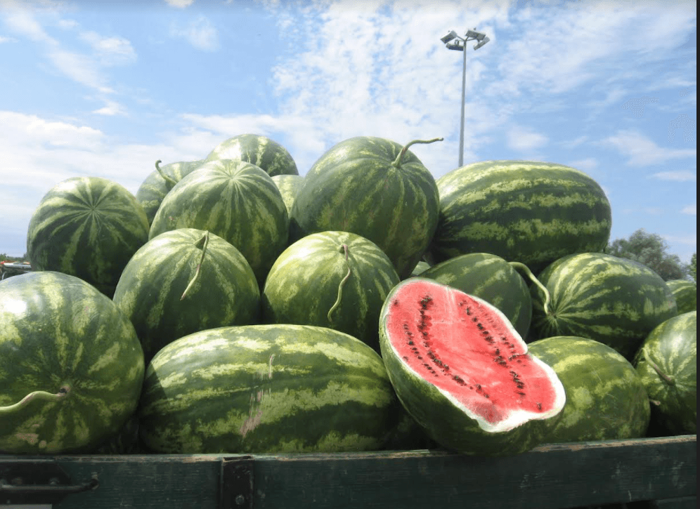 Proizvođači lubenica optimistični: Ima nade da bi se moglo i zaraditI