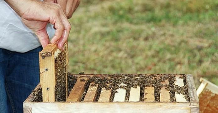 Bh. pčelari upozorili - Avaz