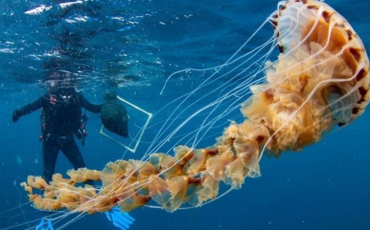 Splitski naučnici snimili veliku meduzu: "Ovakvu nikad nismo vidjeli"