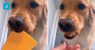 Vlasnica psu ponudila griz sira, on smazao cijelu šnitu