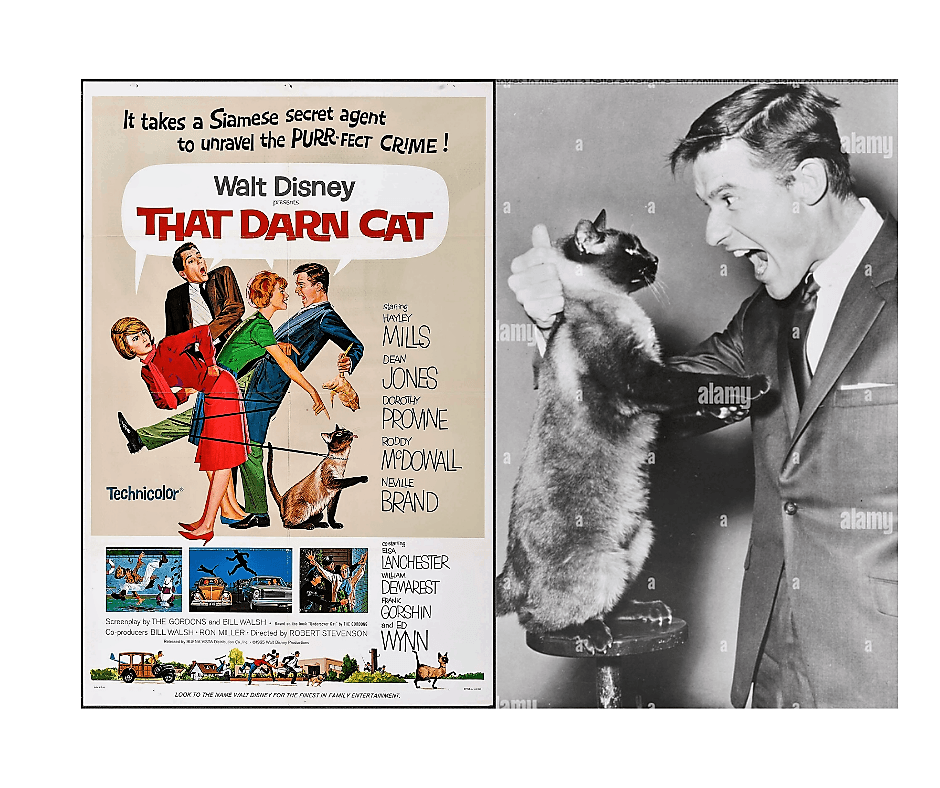 film "That Darn Cat" iz 1965. njegov simboličan čin otpora prema cenzuri kojoj se bez pogovora i sam podvrgnuo ranijih godina, ali kasnije mu je, očigledno, počela smetati - Avaz
