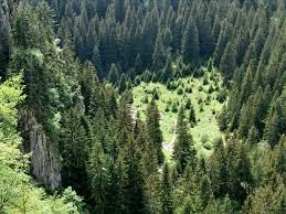 Šume predstavljaju jedan od najvećih bh resursa i značaj šuma u globalnoj borbi s klimatskim promjenama - Avaz