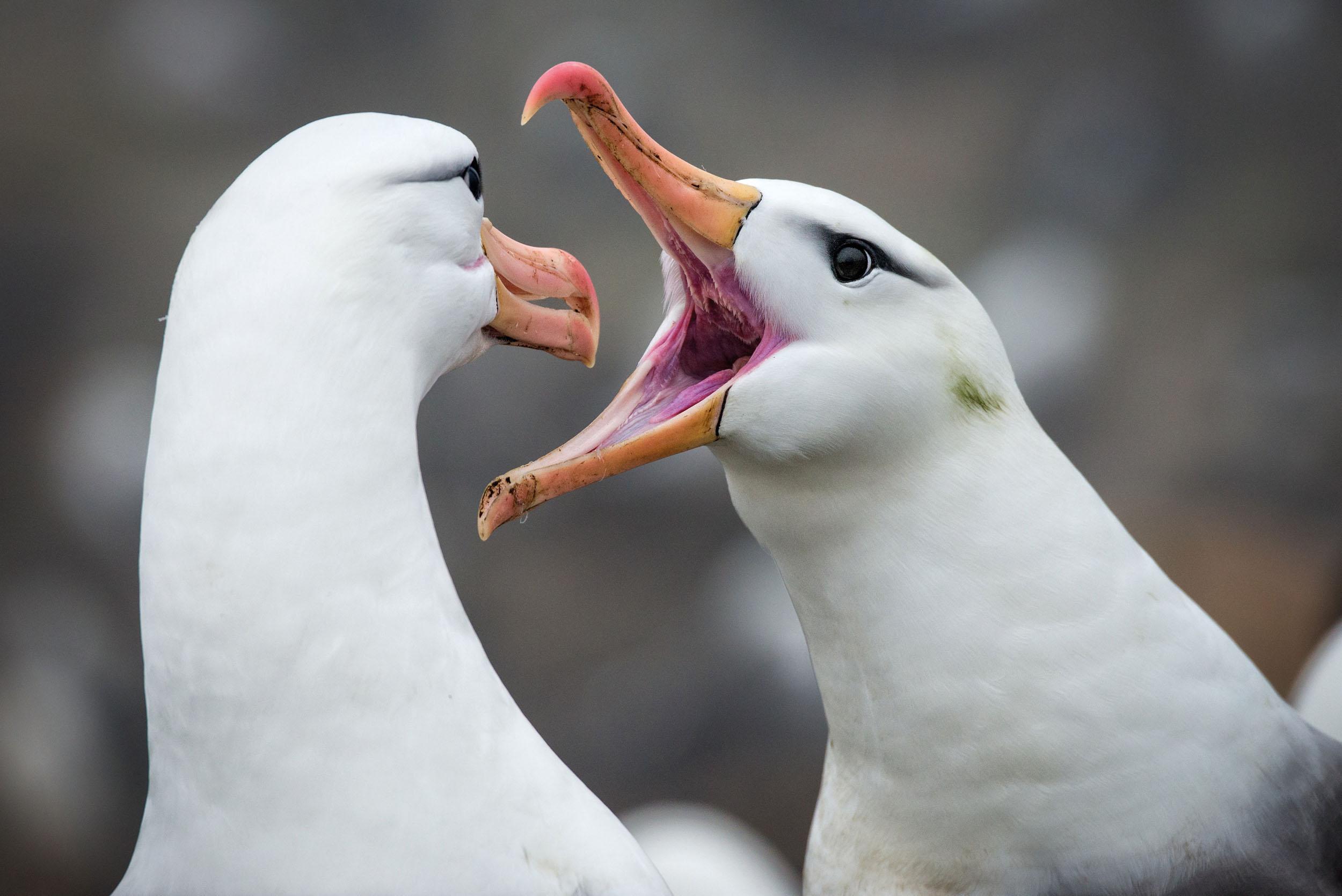 Klimatske promjene uništile monogamiju albatrosa: "Sve više se rastaju"