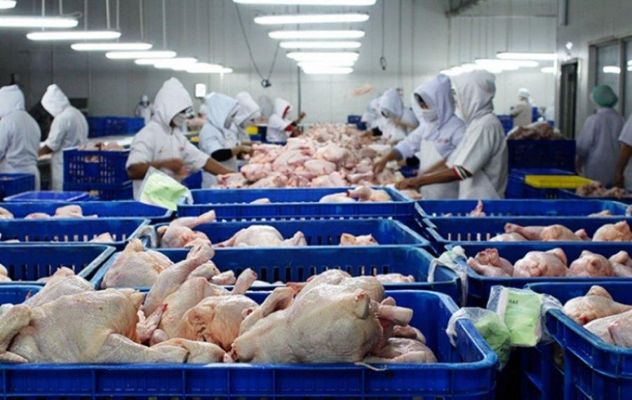 Bh. živinari/peradari godišnje proizvedu 540 miliona jaja i 65.000 tona pilećeg mesa - Avaz