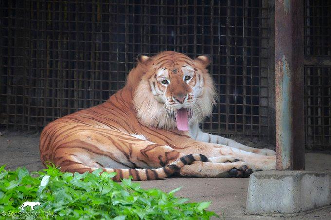 Troje povrijeđenih u napadu tigra u Japanu