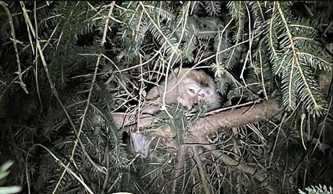 Jedan od odbjeglih majmuna na drvetu - Avaz