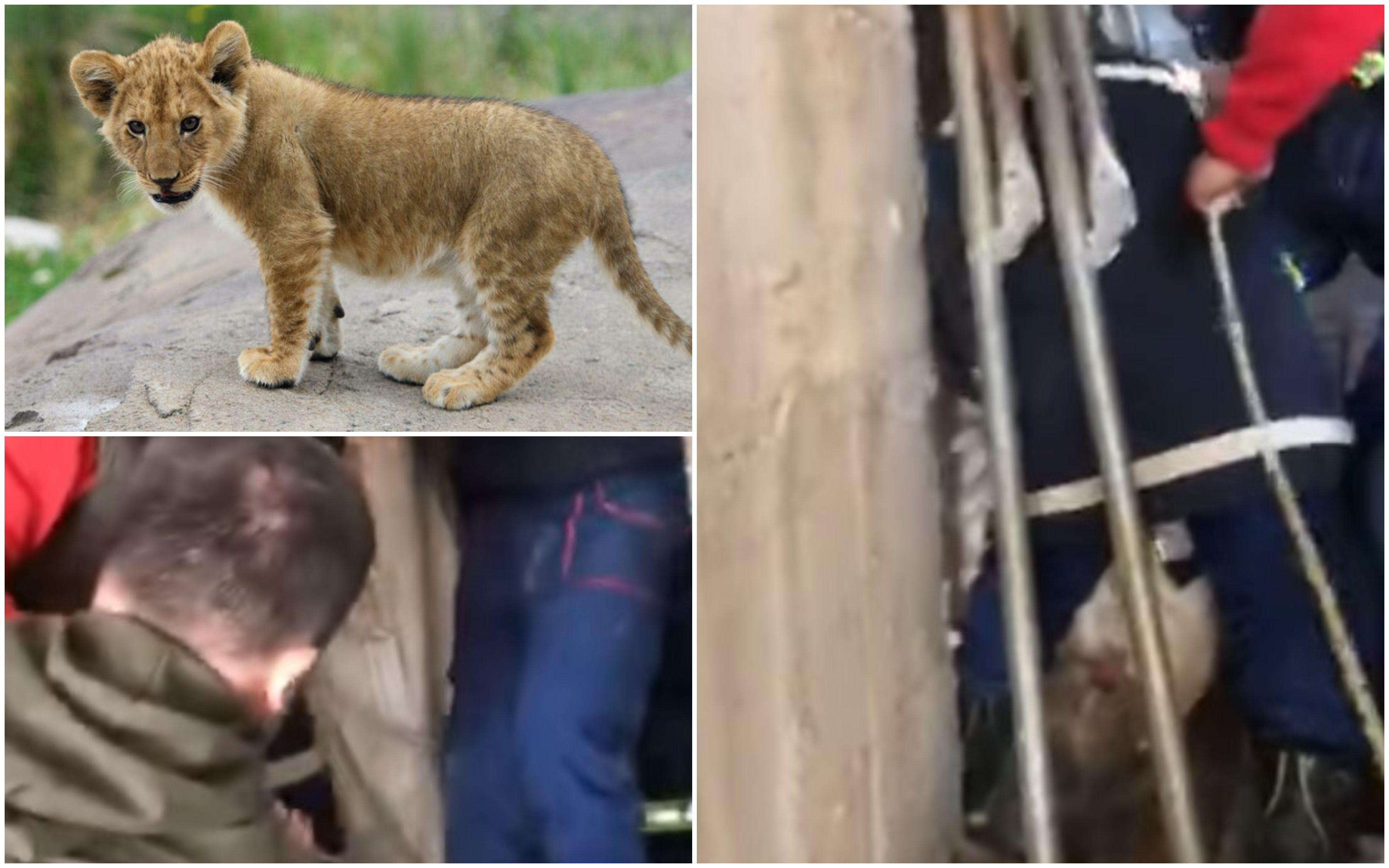 Pogledajte snimak: Uhvaćeno mladunče lava u Budvi