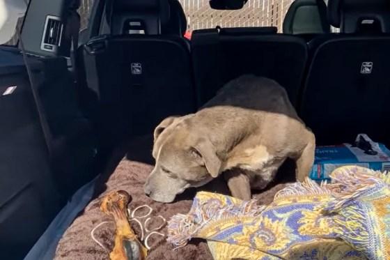 U Kaliforniji nestali pas vraćen vlasnicima nakon 12 godina