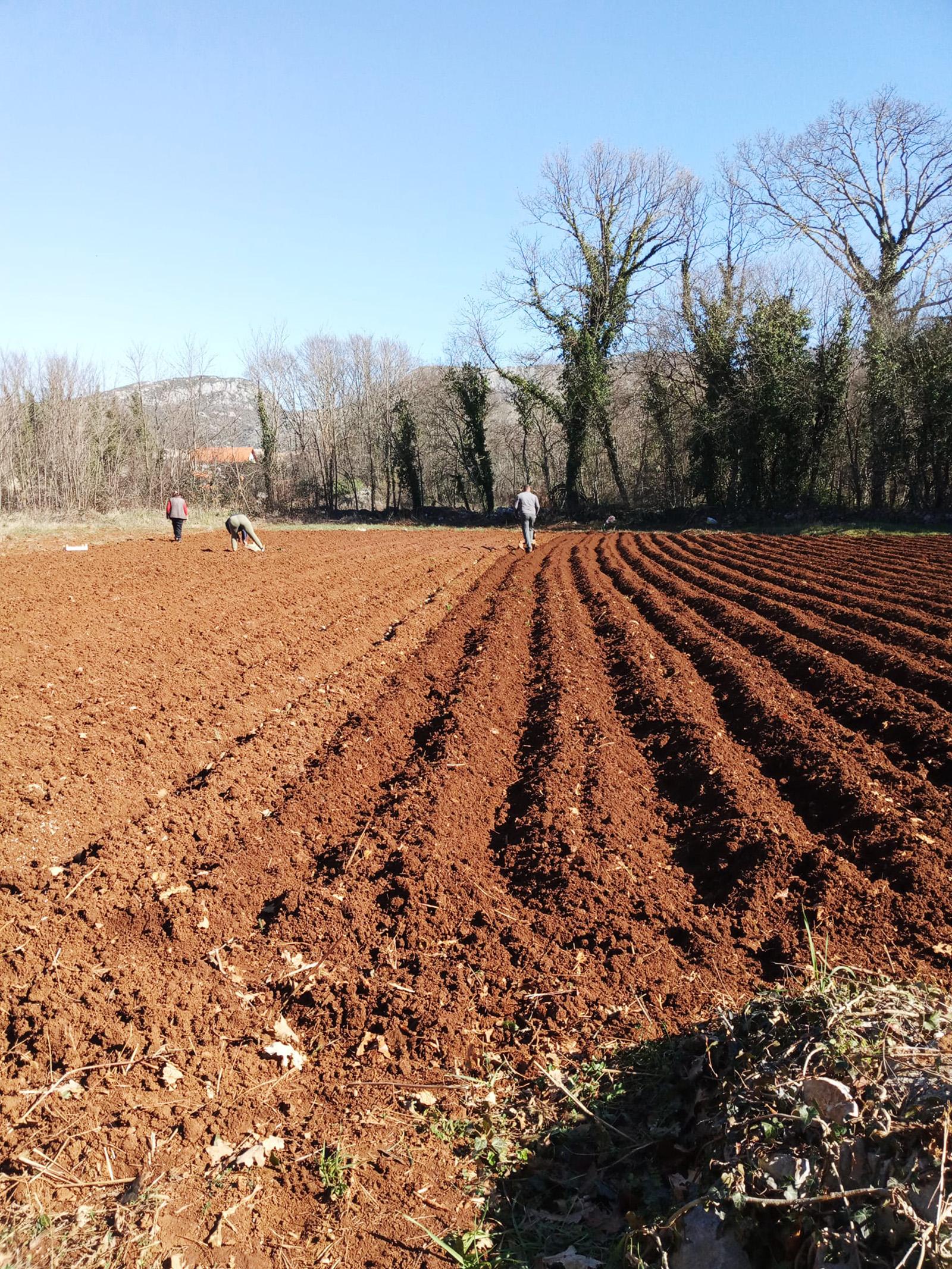 U Ljubuškom zaštitili rani  krompir: Zasadili 350 hektara - Avaz