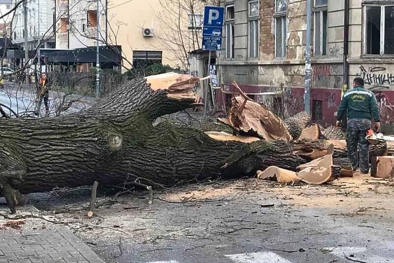 Bijeljina: U centru grada se srušio ogroman stari hrast, saobraćaj zaustavljen
