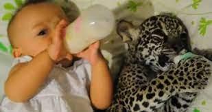 Bela i mladunče jaguara - Avaz