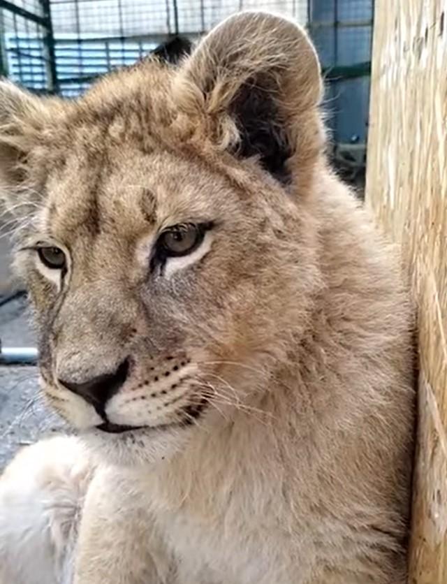 Video / Evo kako sada izgleda lav koji je pronađen prije dva mjeseca u Budvi