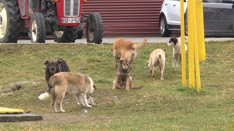 Užas u Srbiji: Djevojčicu izujedao čopor pasa, u teškom je stanju