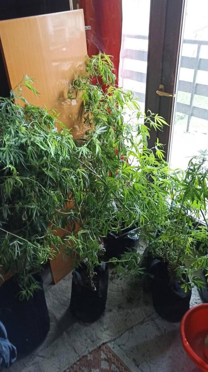 Policija je u kući osumnjičenog pronašla oko 1,4 kilograma materije za koju se sumnja da je marihuana - Avaz