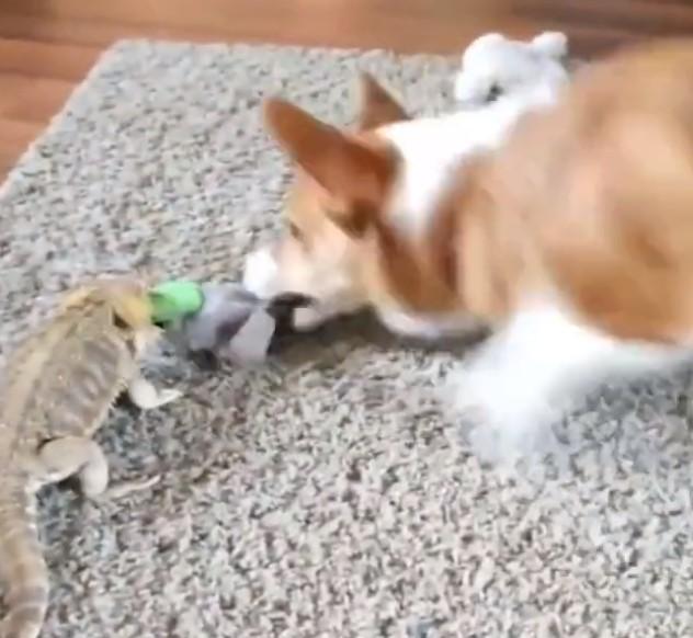 Snimak psa koji se igra s gušterom skupio 900 hiljada pregleda