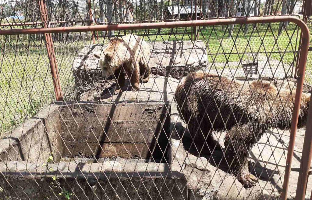 Medvjedi u kavezu u Kraljevu - Avaz