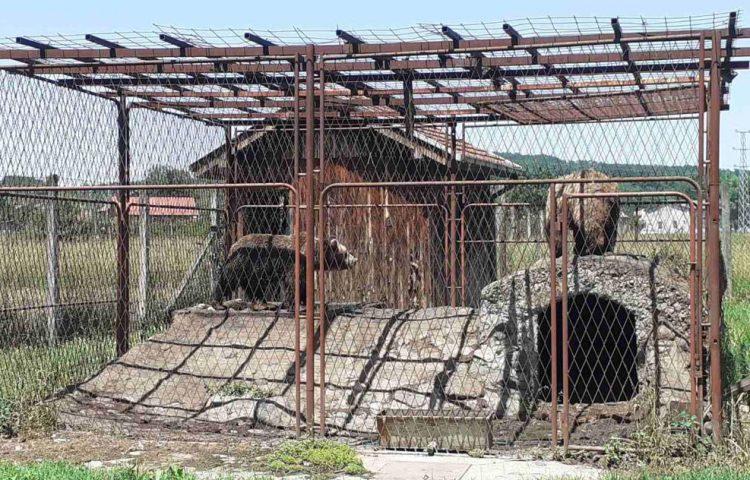 Medvjedi u kavezu - Avaz