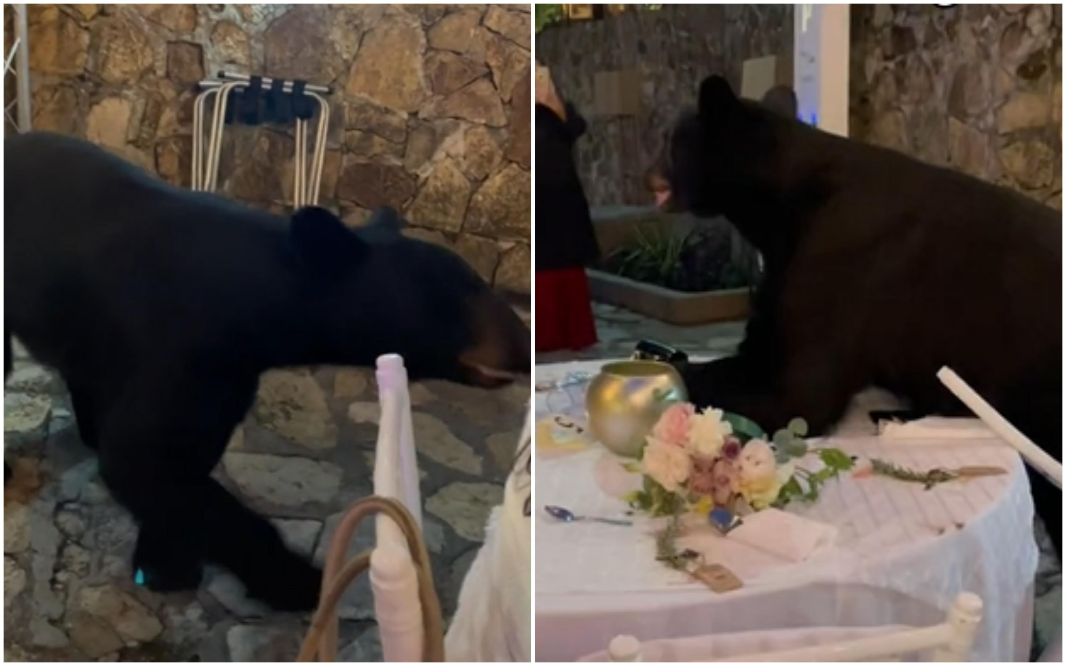 Medvjed upao na svadbu