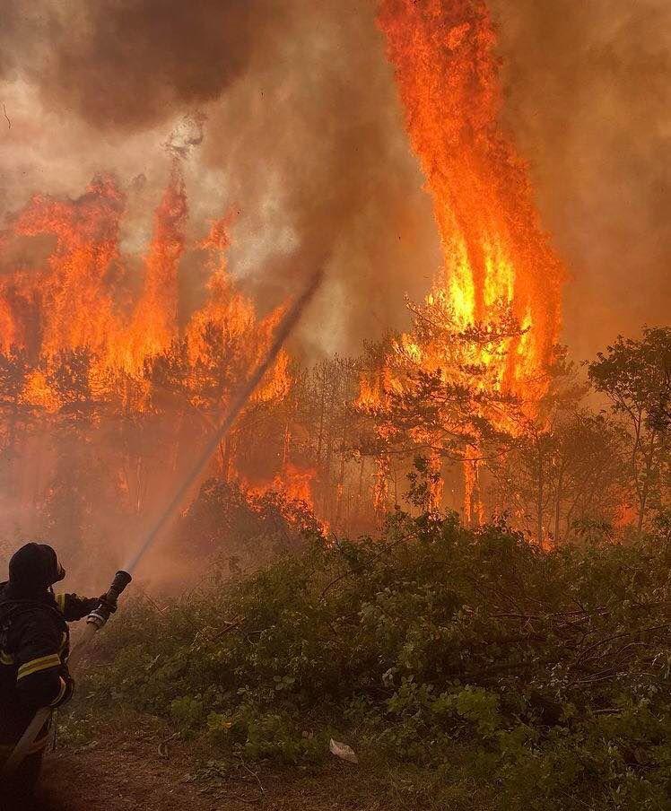 Požar na Krasu gasilo 1.000 vatrogasaca, kiša nije donijela spas