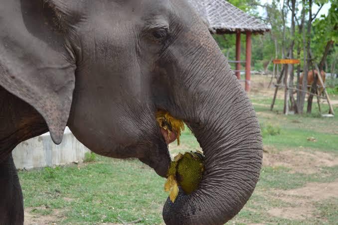 Kruhovac je za slonove ono što je mango za ljude - Avaz