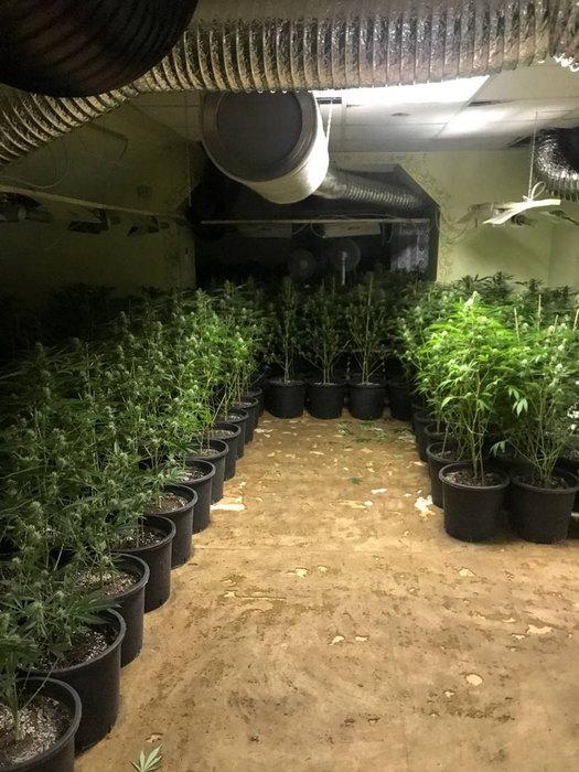 Pronađena laboratorija za uzgoj marihuane: Osumnjičeni uhapšen