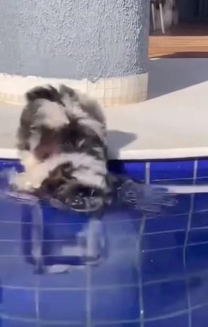Psić upao u bazen dva puta, reakcija razniježila mnoge