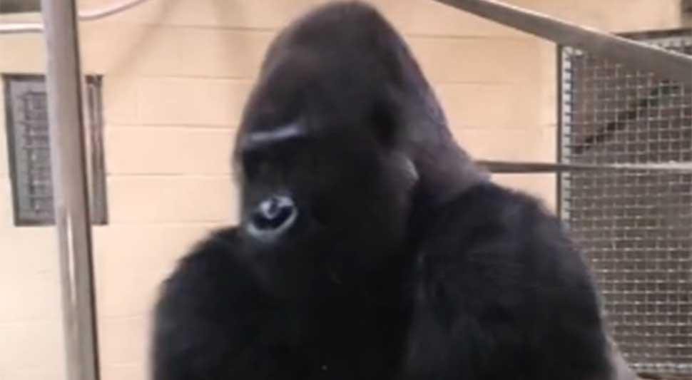 Gorila postala hit na internetu - Avaz