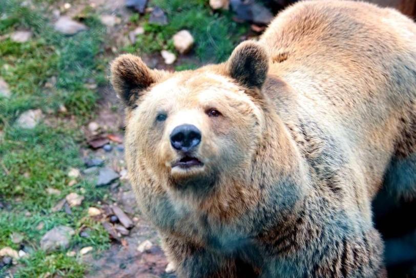 Zbog nedostatka hrane medvjedi pričinjavaju štetu vlasnicima gazdinstava - Avaz