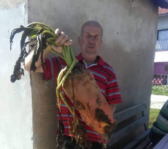 Porodica Filan iz sela izvadila stočnu repu tešku 13 kilograma
