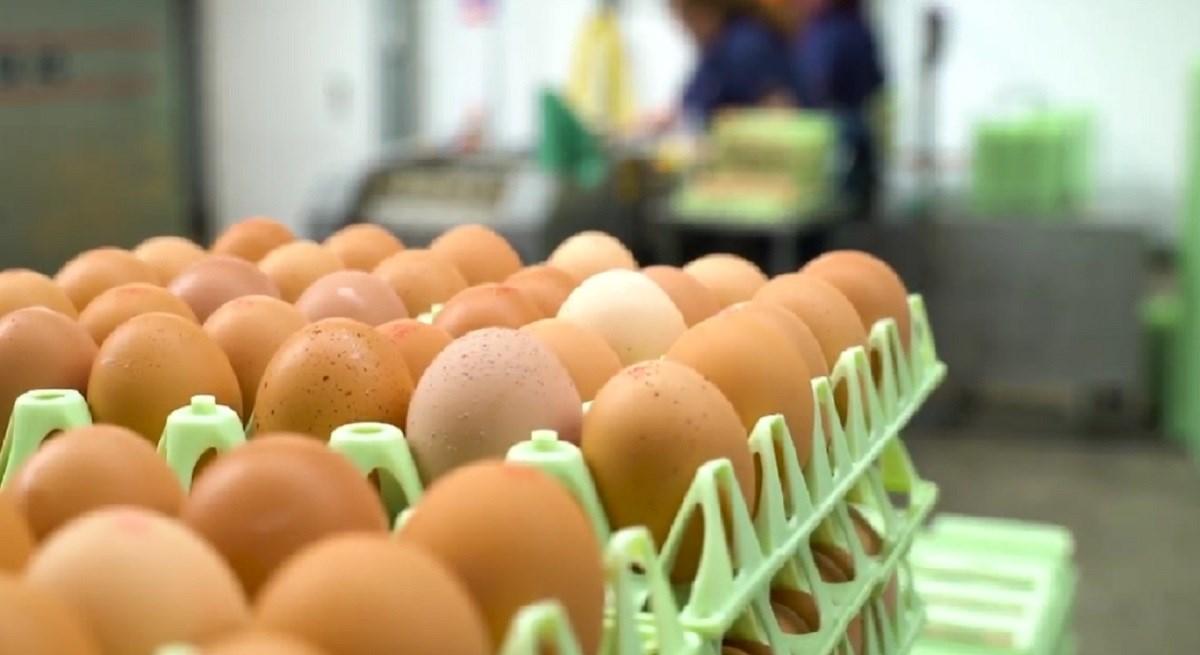 Peradarski sektor u BiH u neizvjesnoj situaciji: Slijedi nam i novo poskupljenje jaja
