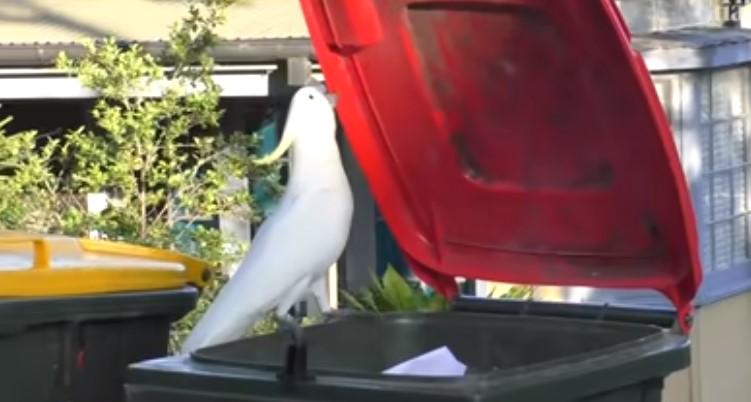 U Australiji traje nadmudiravanje ludi i kakadua: Ptice naučile "kopati" po smeću
