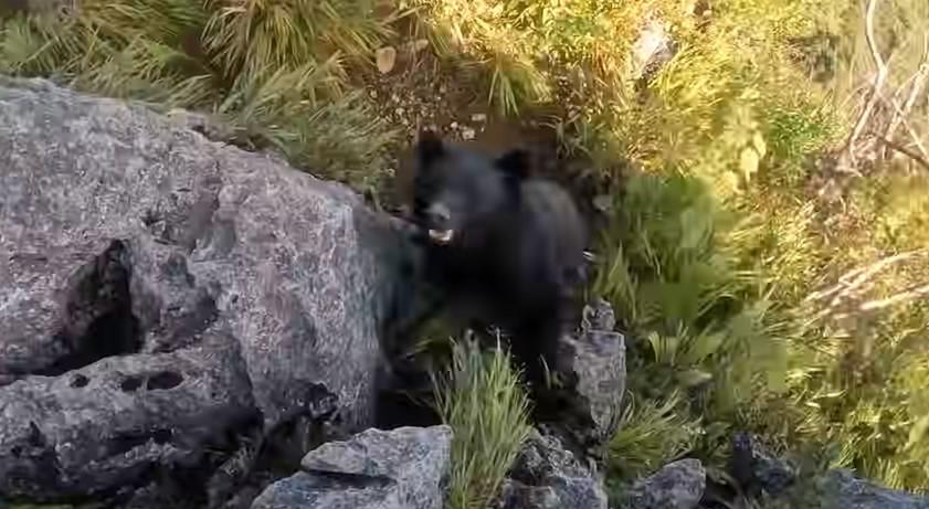Snimio borbu za sopstveni život: Medvjed napao čovjeka