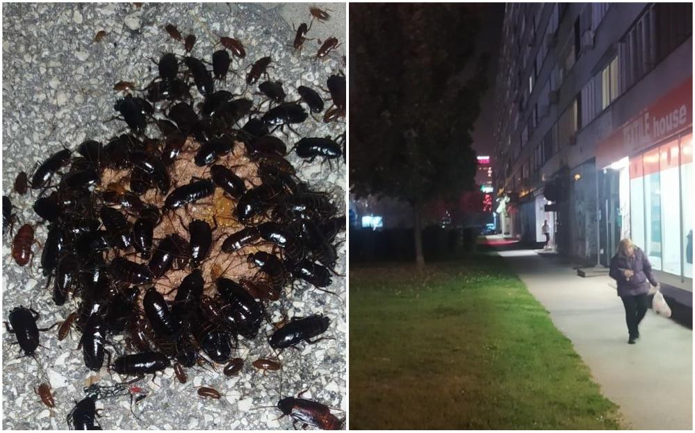 Žohari jedu ostatke hrane ispred stambene zgrade - Avaz