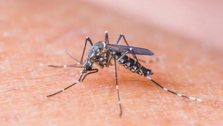 Novi virus u Evropi: Poslije denge stigao OROV