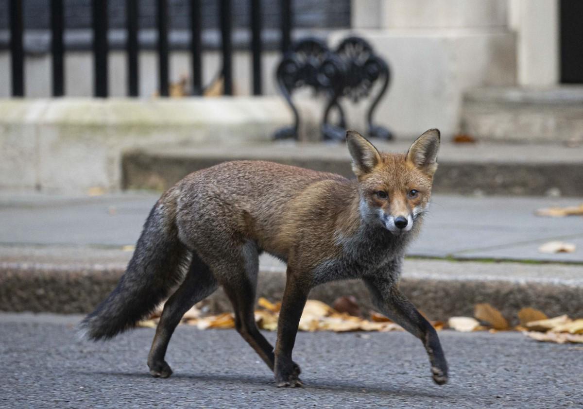 Lisica snimljena ispred sjedišta britanskog premijera