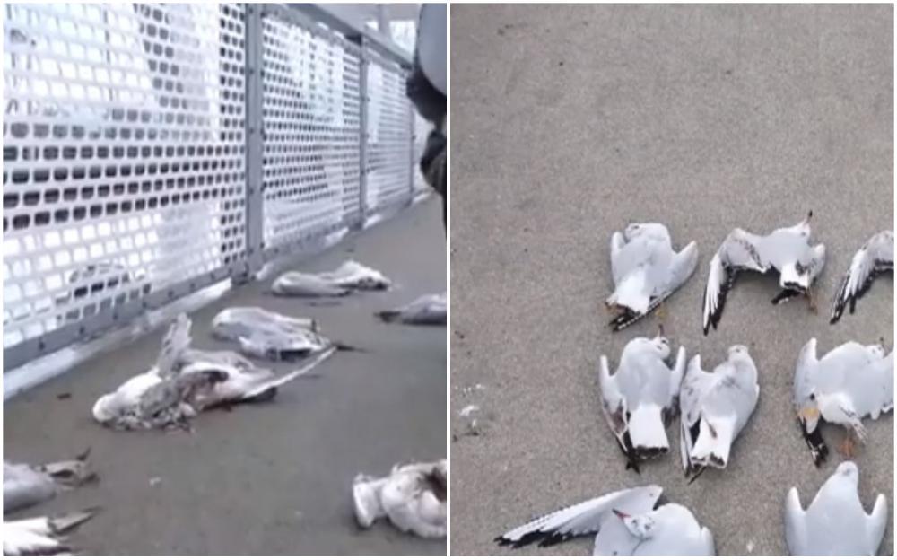 Više od 20 mrtvih galebova u Novom Sadu: Udario ih brzi voz?